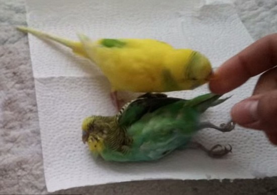 荷兰总督揆一:荷兰东印度公司在台最后一任长官-熊猫体育(图3) 熊猫体育