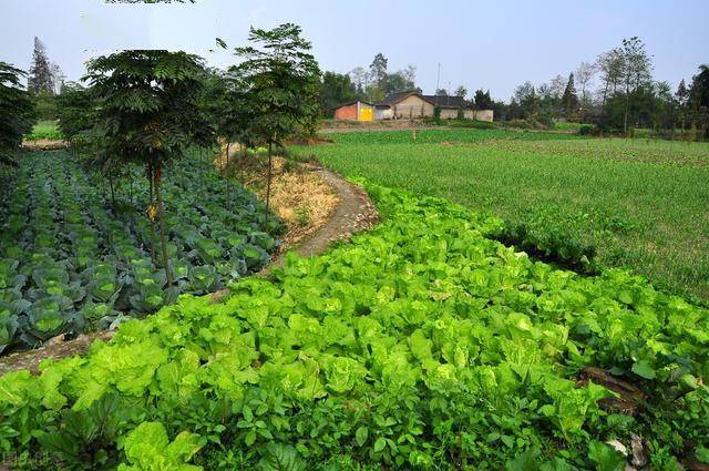 xiongmao体育|
囤菜季到了 东北大娘雇车屯300斤白菜 南方人表现很不明白(图4)