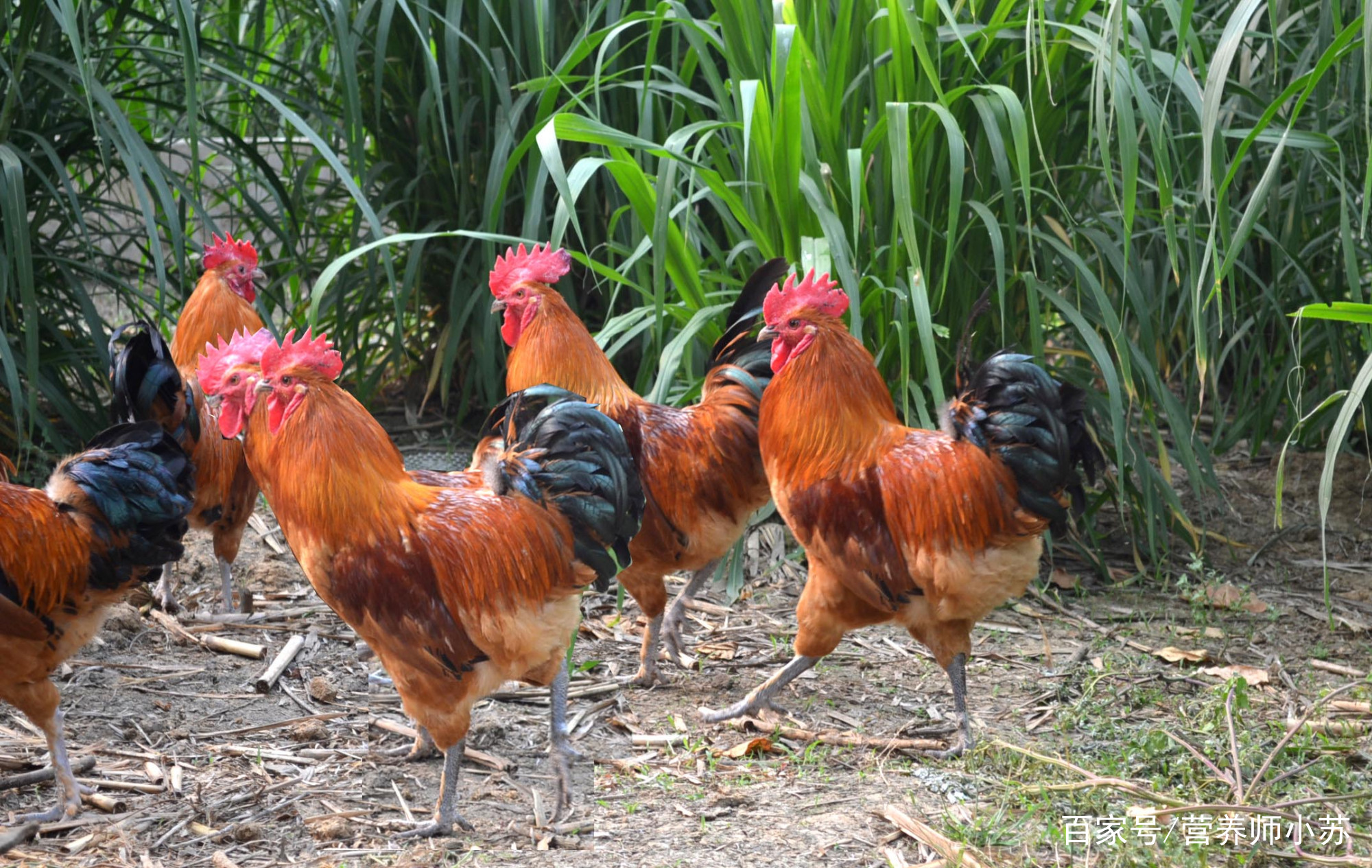 【社保卡微课堂】如何申领社会保障卡?可以代领吗?‘panda sports’(图3) 熊猫体育