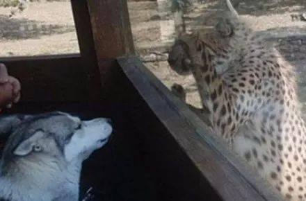 
二哈威风凛凛逛动物园 看到豹子后秒变怂：带纹身的都欠好惹！【熊猫体育】(图6)