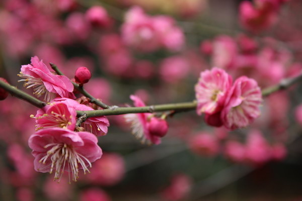 《最终幻想7》将会推出重制版 分三章发售:熊猫体育(图1) panda sports